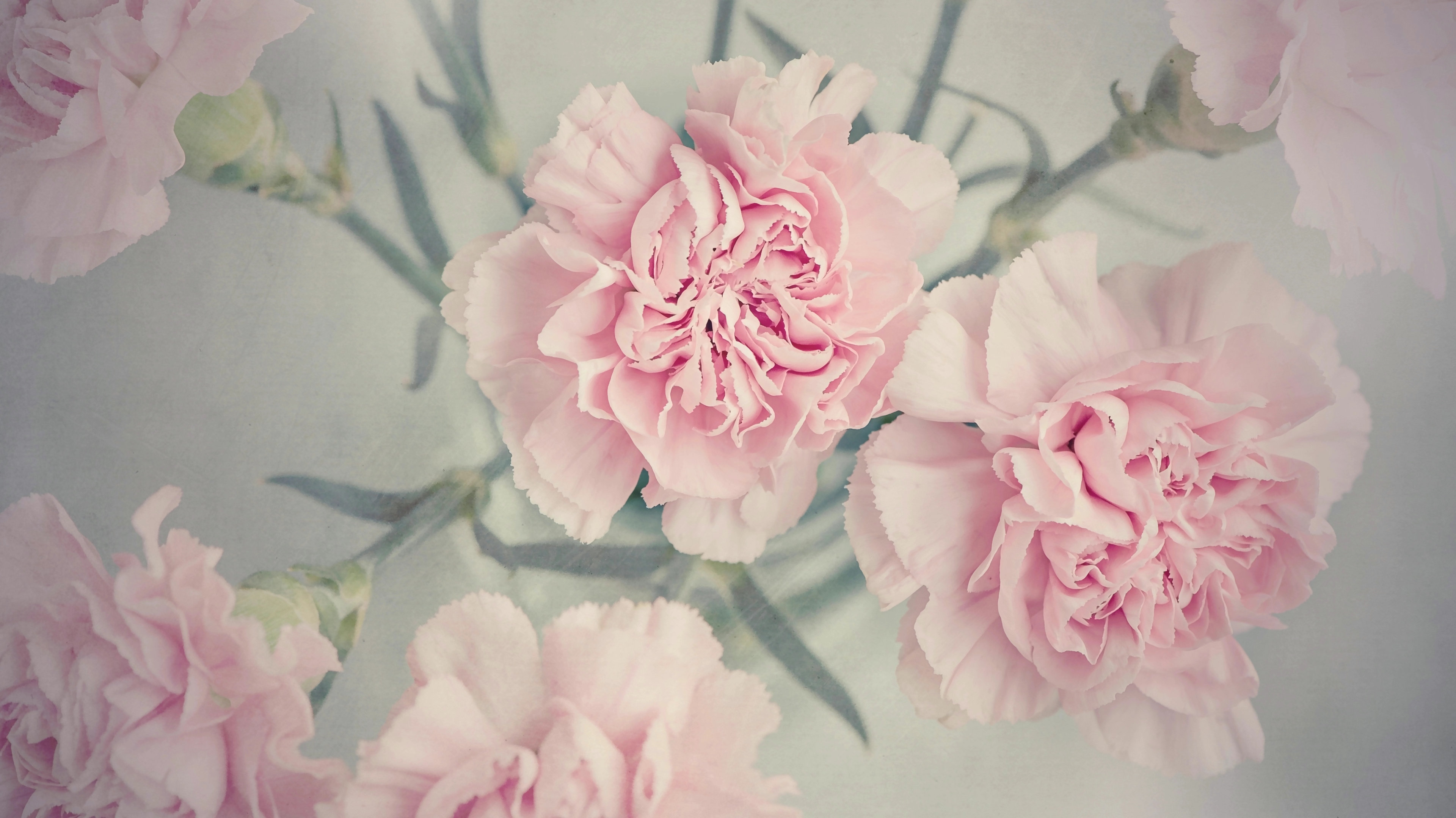 Featured image of post Blumen Rose Sch ne Hintergr nde 27 462 kostenlose bilder zum thema sch ne blumen