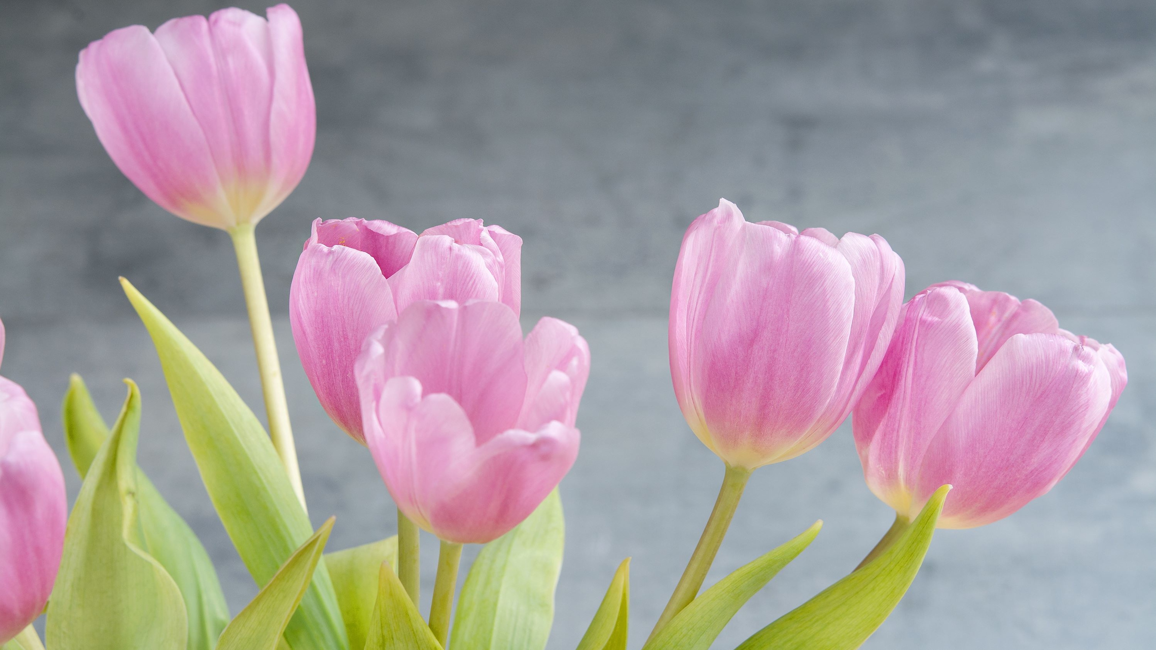 Hintergrundbilder Tulpen