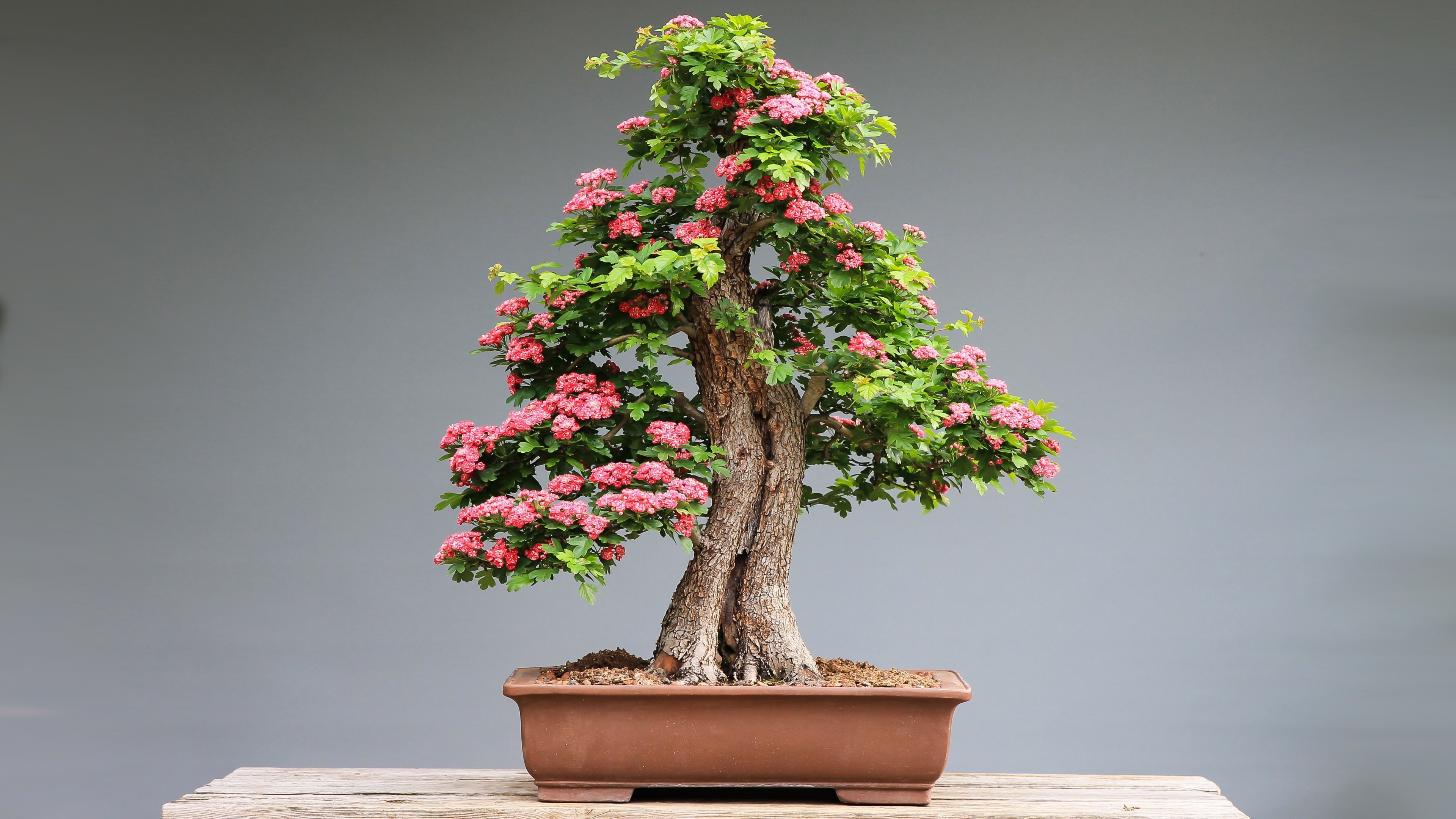 Frühlingsbilder Japan Bonsai