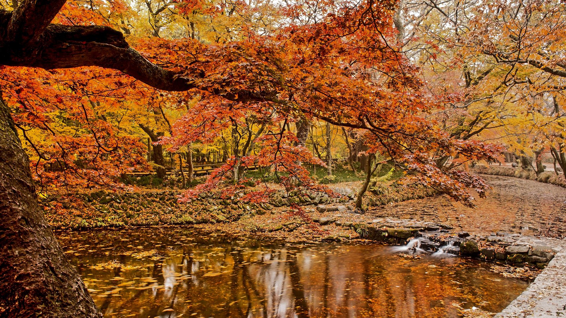 Hintergrundbilder kostenlos herbst desktop Hintergrundbild Herbst