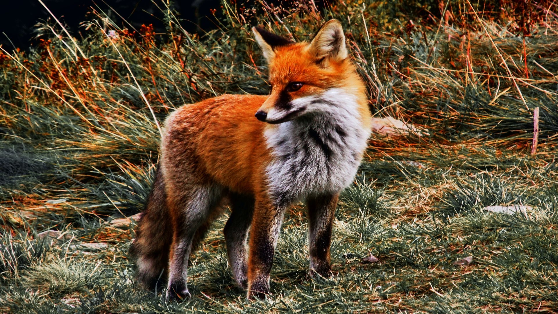 Hintergrundbilder Herbst Tiere Fuchse