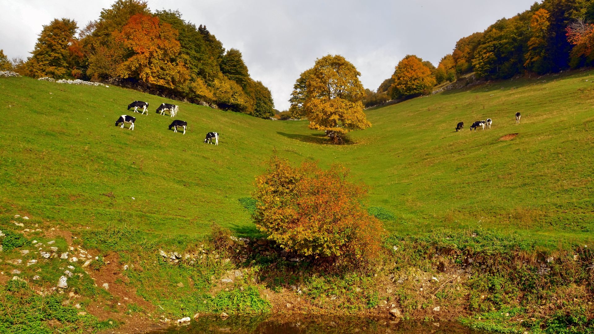 Hintergrundbilder Herbst Tiere Kuhe