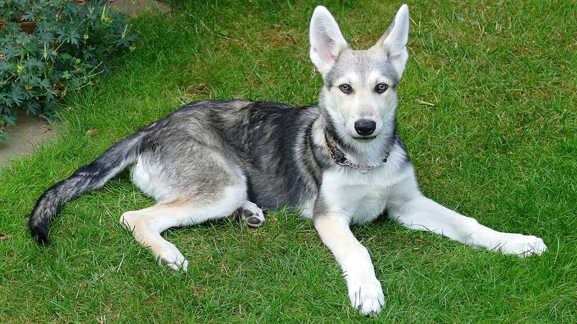 Hintergrundbilder Kostenlos Tiere Hunde