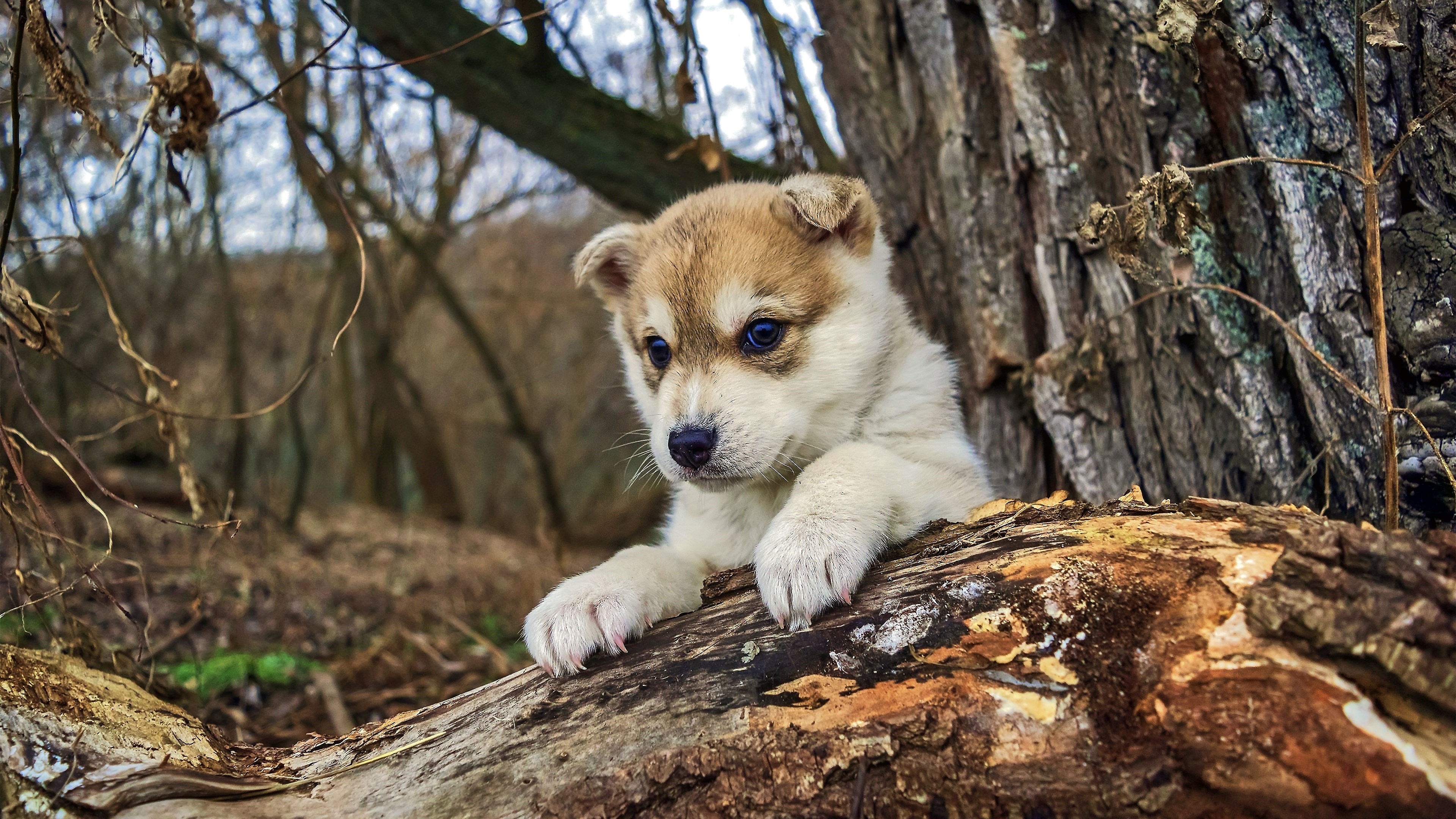 Desktopbilder 4k Hundewelpen