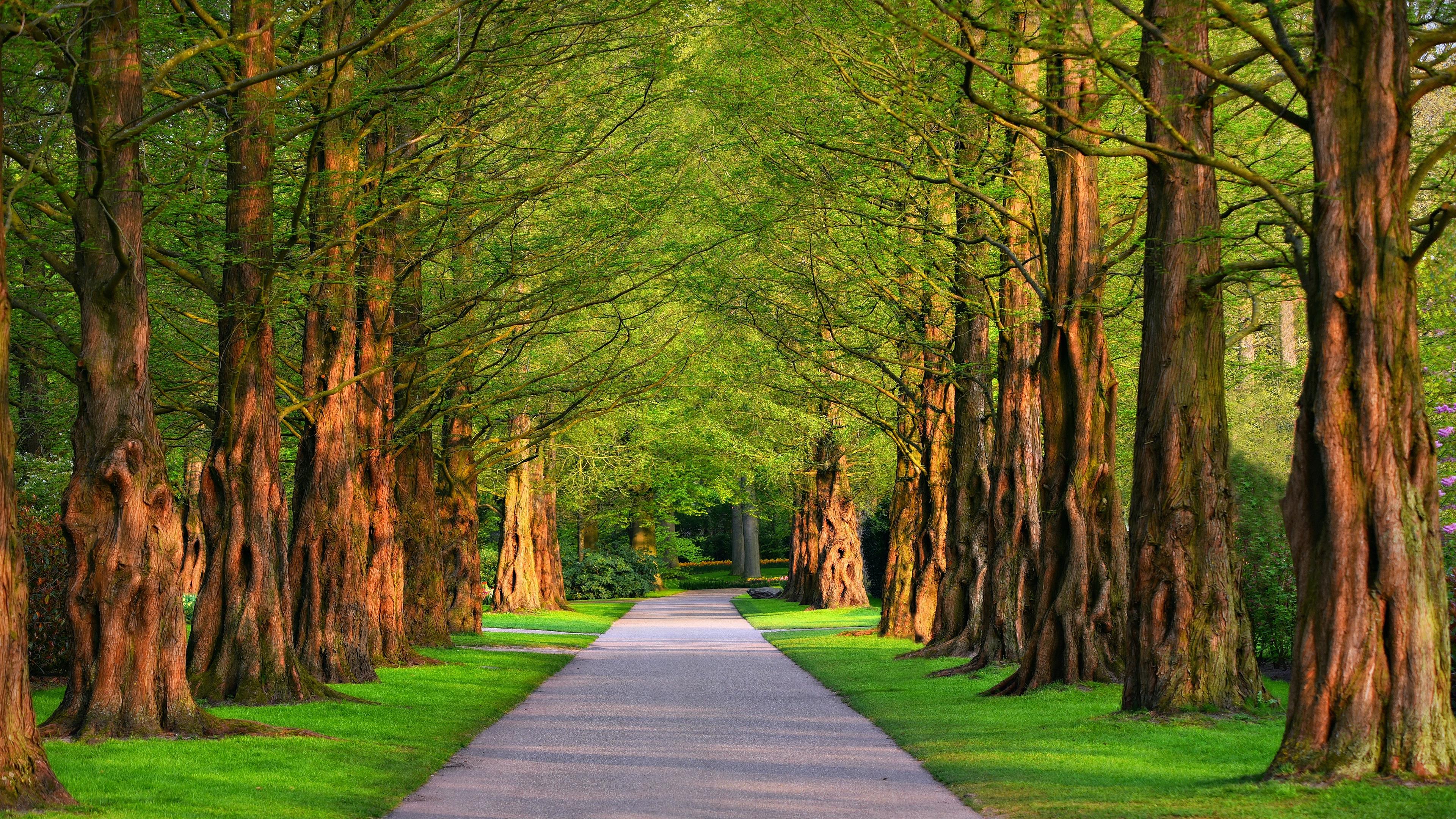 Hintergrundbilder 4k Natur Baum