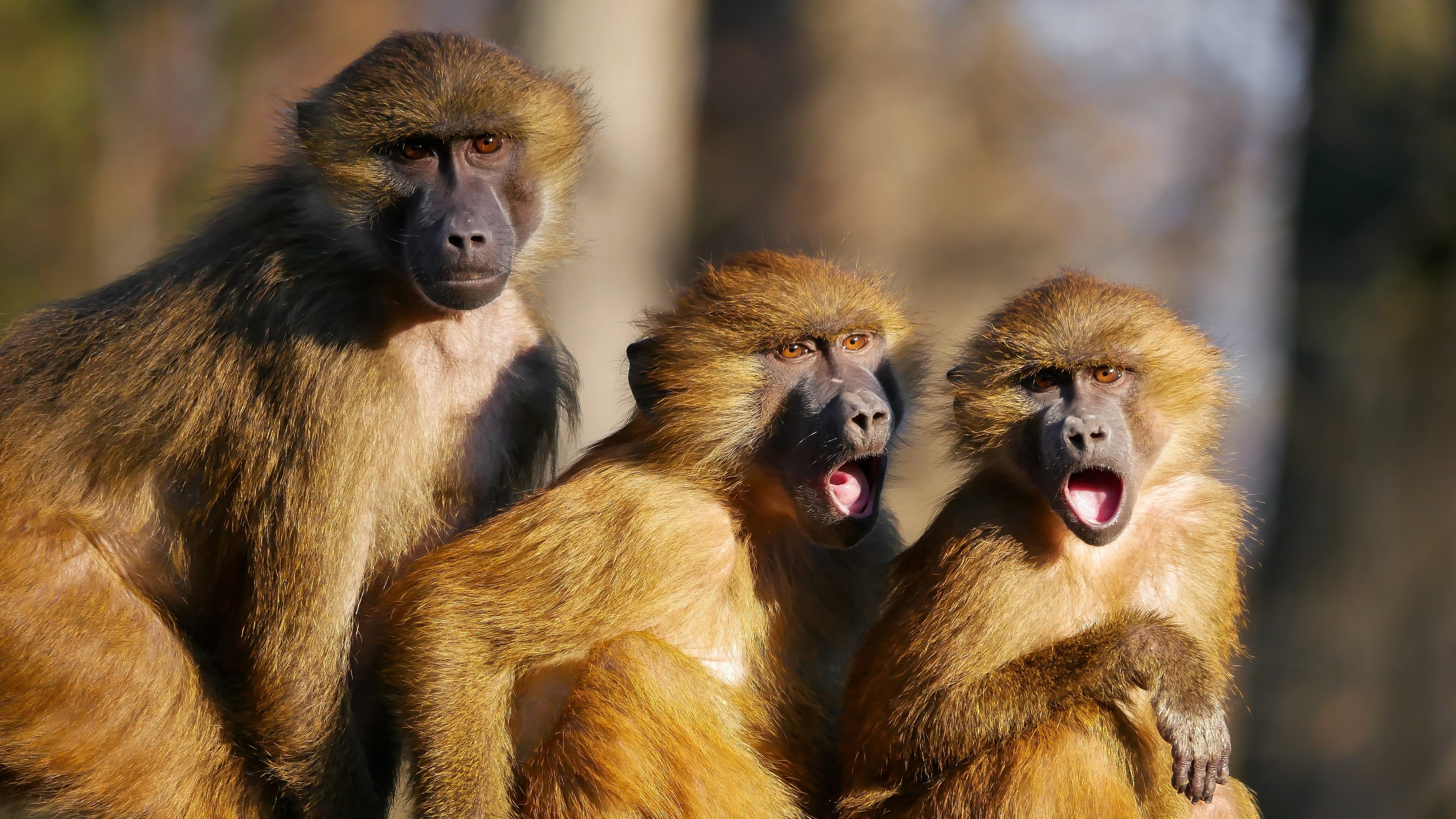 Tiere Hintergrundbilder Natur Affen