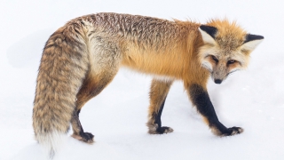 Tiere Hintergrundbilder Im Winter Kostenlos