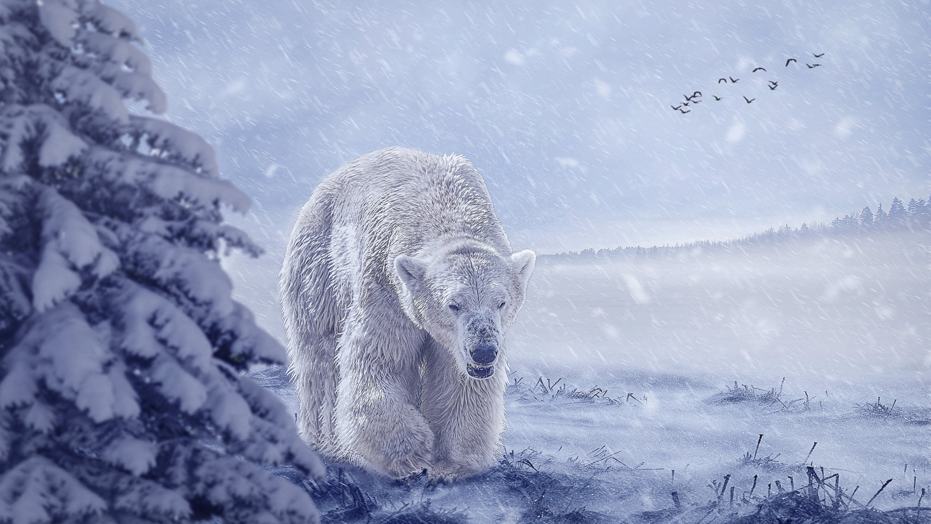 Hintergrundbilder Tiere Im Winter Eisbär