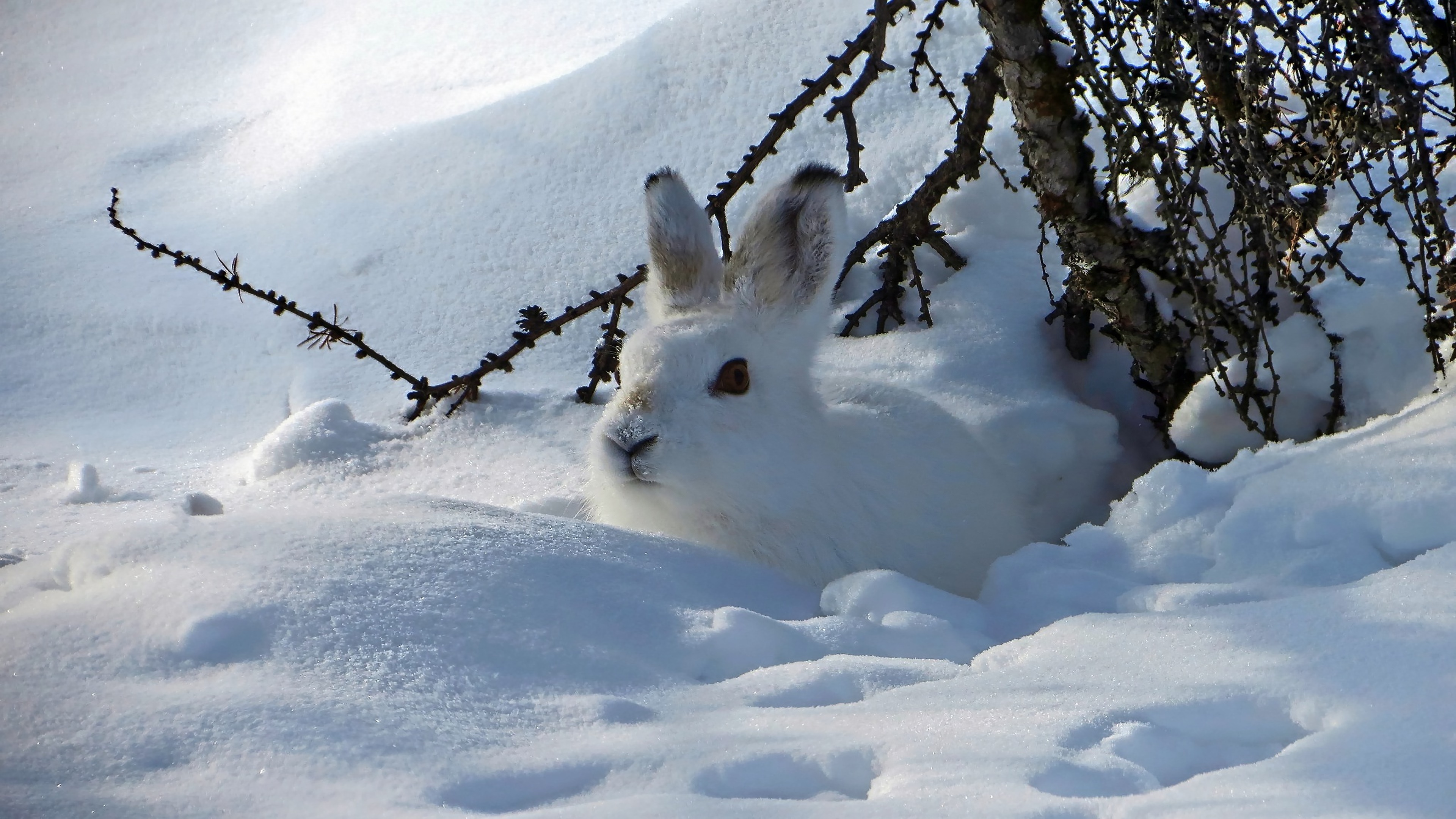 Winterbilder Tiere Als Hintergrundbild - Winterbilder Tiere Als