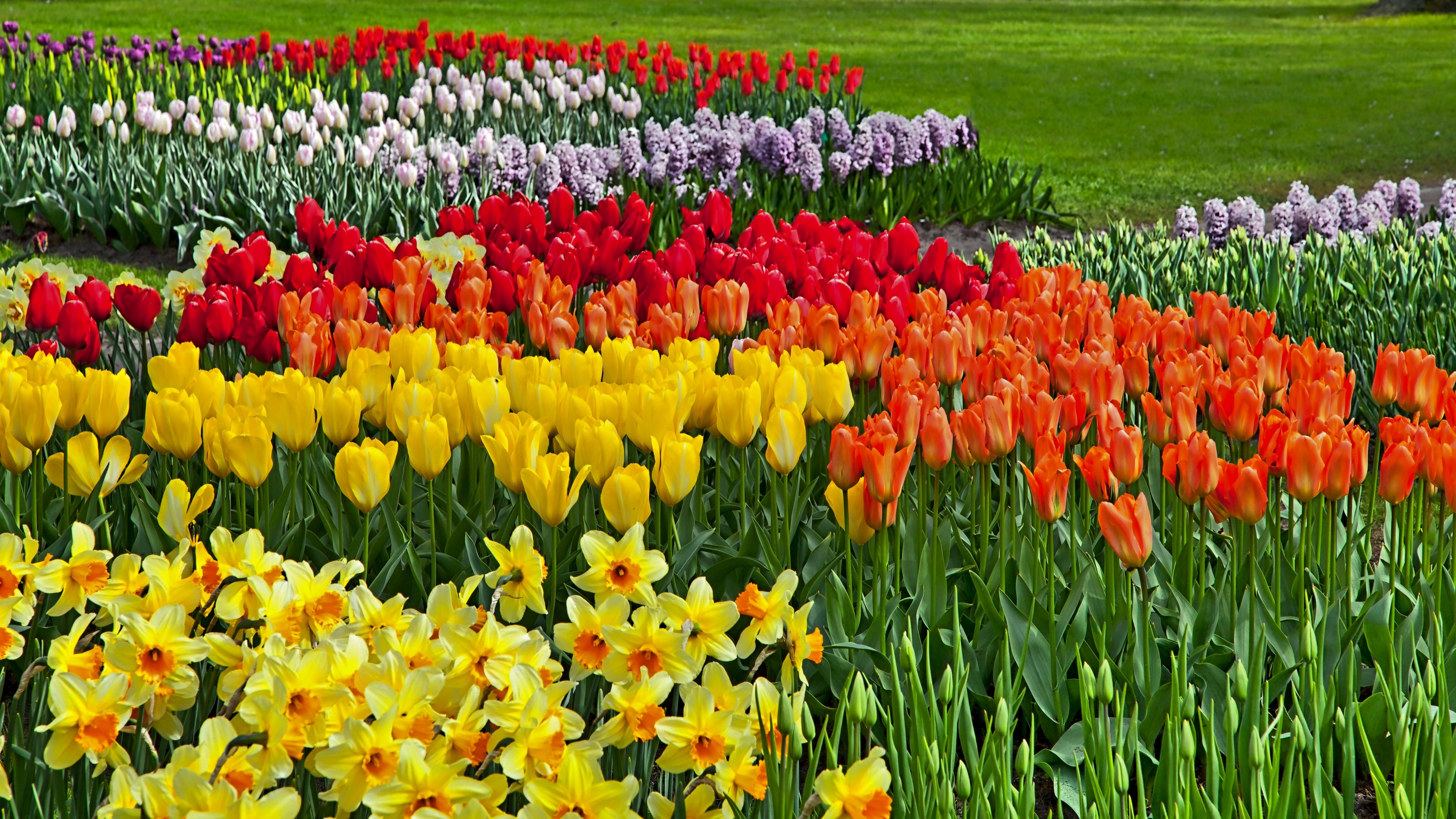 Frühlingsblumen Hintergrundbilder Kostenlos