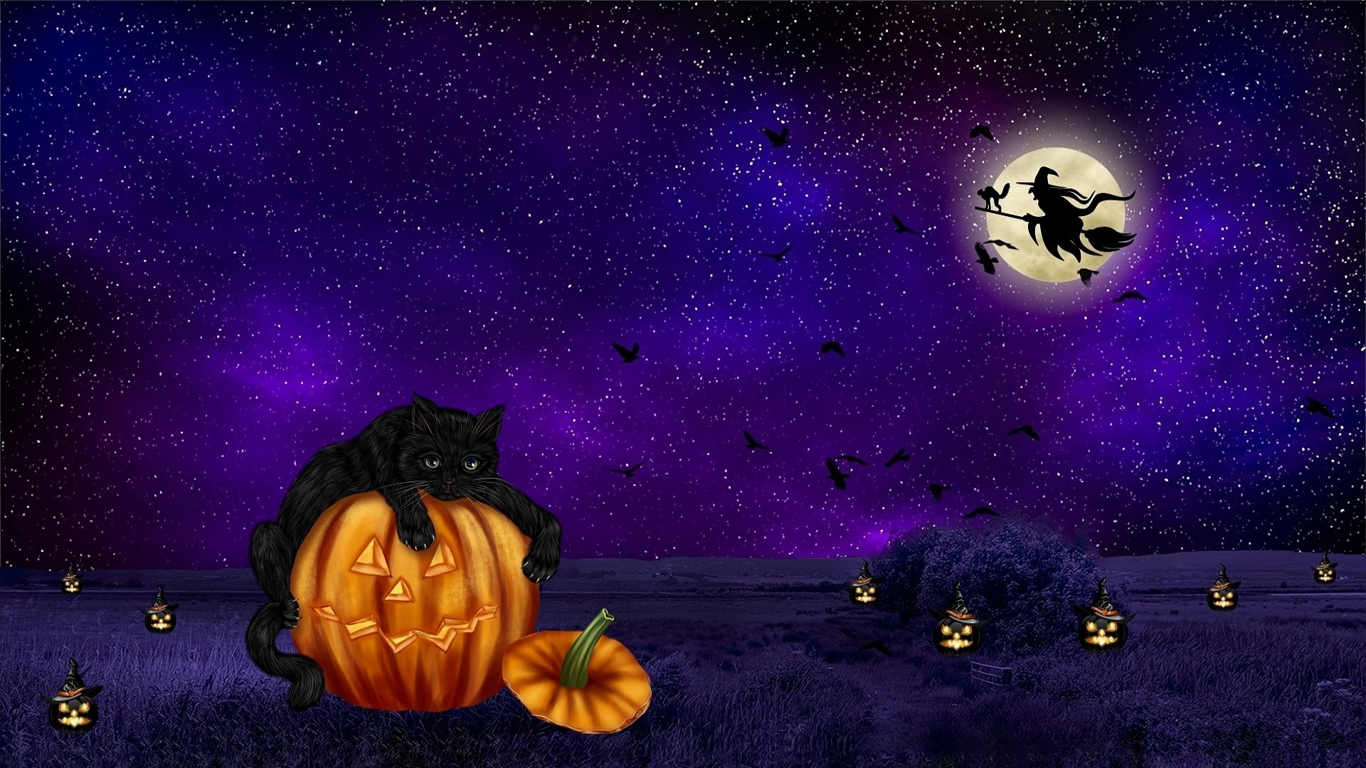 Halloween Bilder Katzen