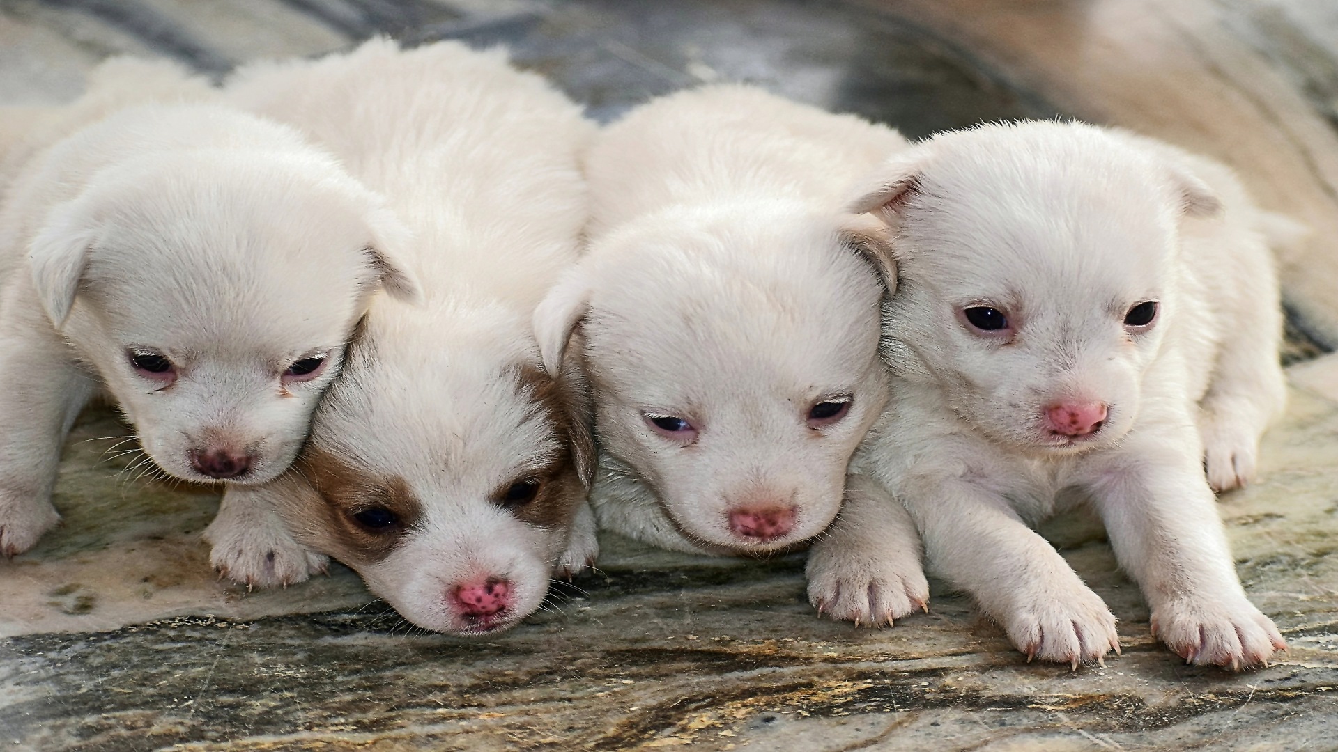 Hundebabys Wallpaper HD