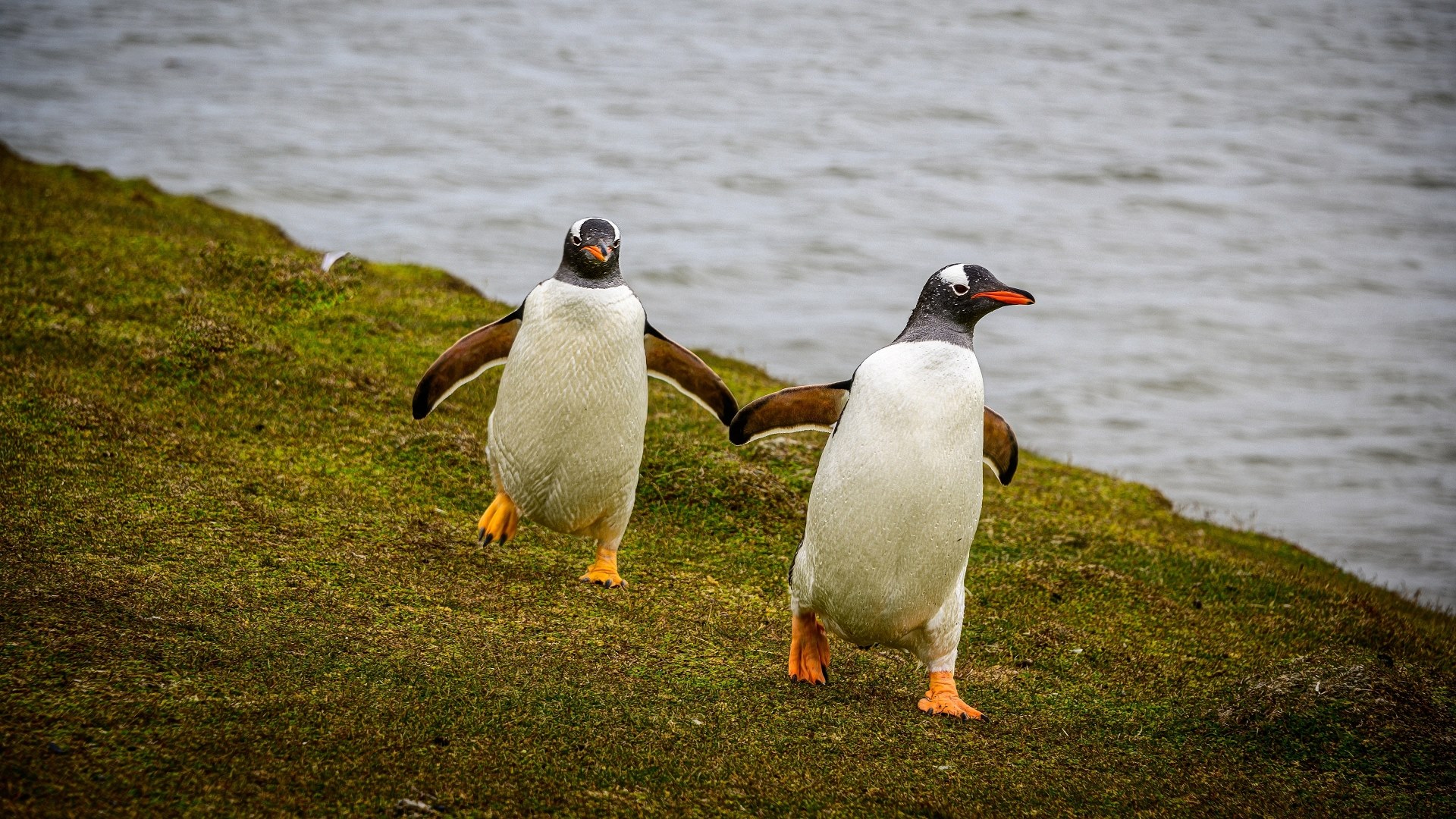 Tiere Bilder Pinguine